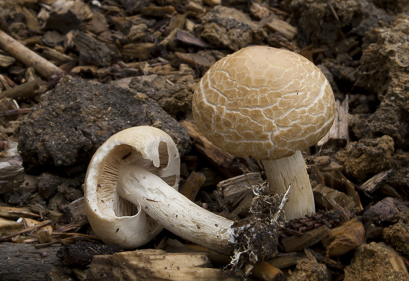 Agrocybe praecox